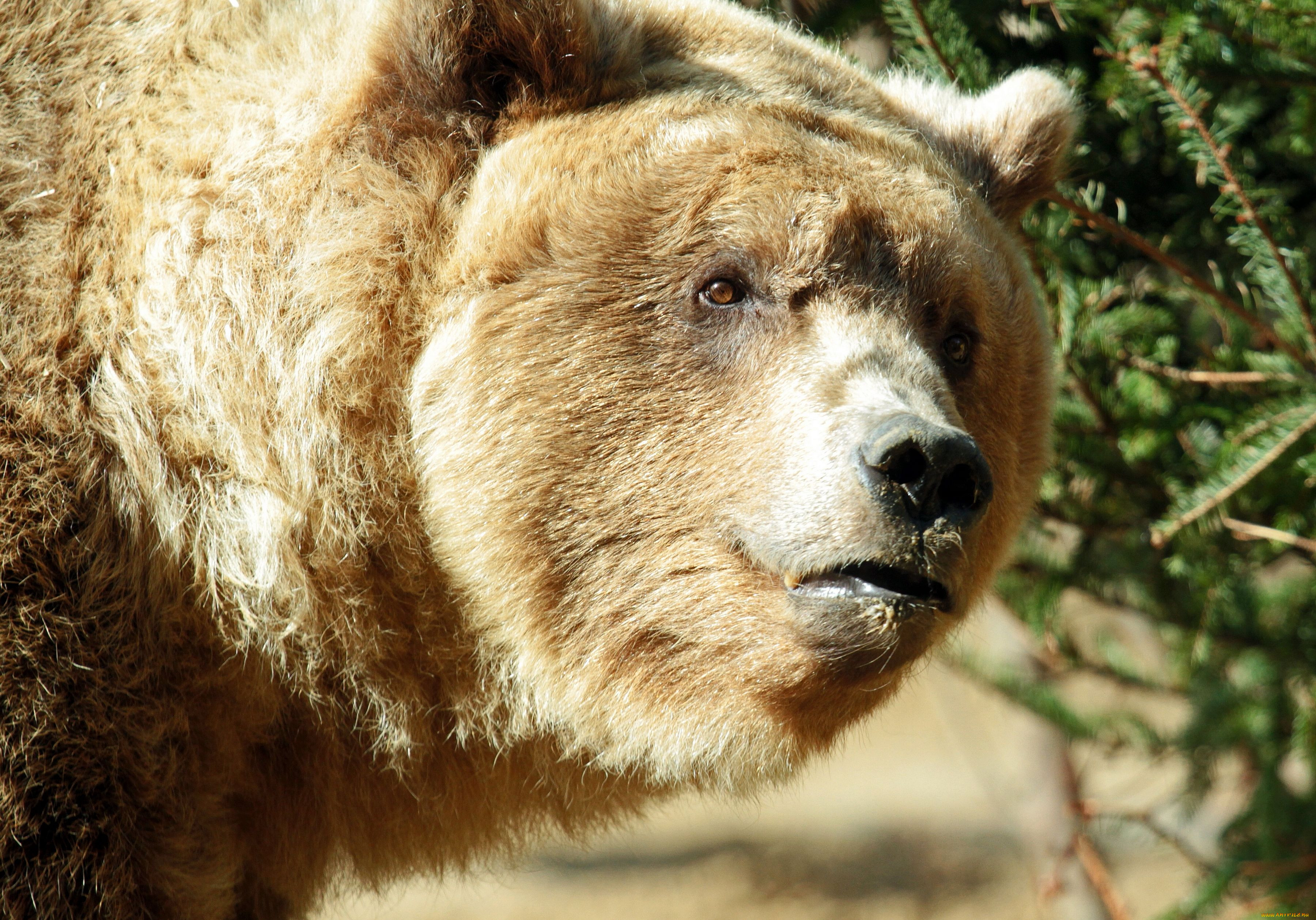 Бурый медведь голова. Медведь Гризли. Морда медведя. Бурый медведь морда. Взгляд медведя.